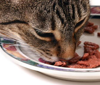 What to feed senior cats